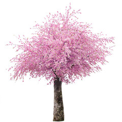 Obraz premium Cherry blossom tree
