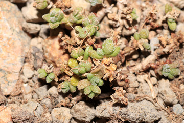 Succulents are succulent plants that are adapted to special climatic and soil conditions

