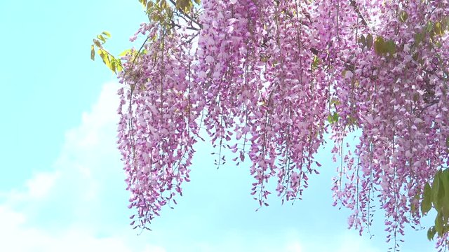 Wisteria flowers waving in the wind