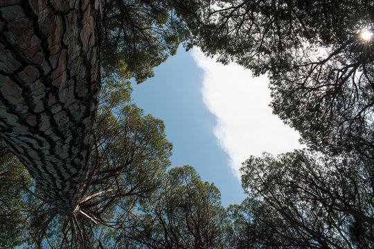 Scorcio di cielo tra gli alberi pini in una pineta