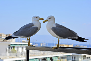 Greece, Zoology, Birds