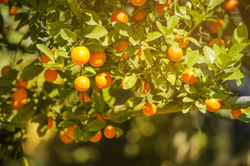 fresh orange orchard in winter season, farm at the  northern in thailand