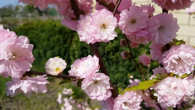 Closeup of pink flower clusters of an flowering plum or flowering almond in full bloom in spring. Light breeze, sunny day, dynamic scene, 4k video.