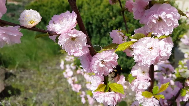 Closeup of pink flower clusters of an flowering plum or flowering almond in full bloom in spring. Light breeze, sunny day, dynamic scene, 4k video.
