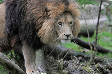 lion