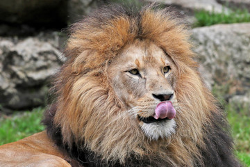Lion