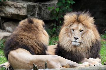 Lion © Ralph