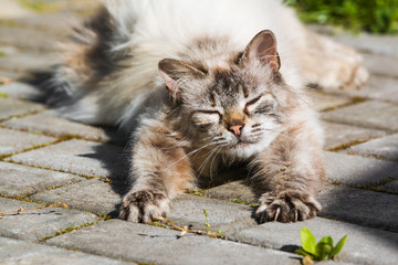 Fuffy cat stretching in the sun, summer day