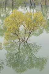 独唱する水没林