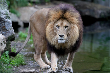 Lion