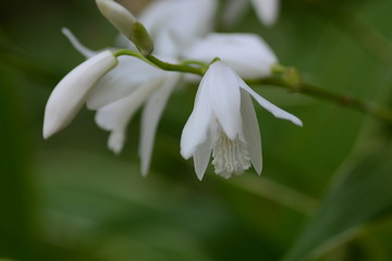 Leaves with white stripes 