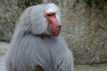 Paviane
