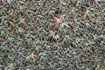 Succulents are succulent plants that are adapted to special climatic and soil conditions
