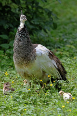 Pfau
