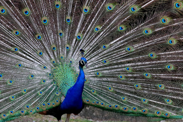 Fototapeta premium Pfau