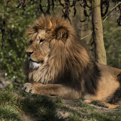 lion resting in the sun