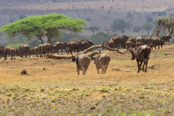 Fototapeta na wymiar Herf of african buffalo
