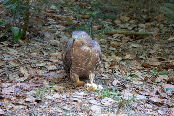 Adler mit Beute