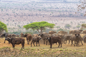 Herf of african buffalo - 203665099