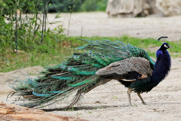 Pfau