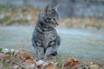 Gray black colored cat in concrete part of yard with yellow dry leaves 