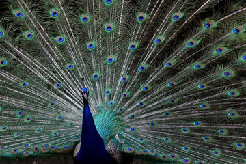 Fototapeta premium Pfau