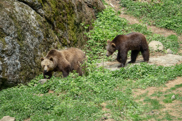 Braunbären im Wald