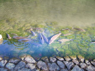 Fototapeta na wymiar Carps of a pond