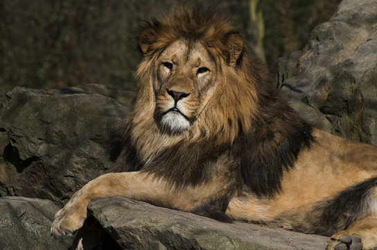  lion resting on rocks