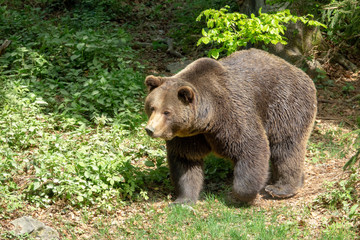 Fototapeta na wymiar Braunbär im Wald