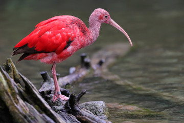 Roter Sichler