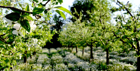 Fototapeta na wymiar apple blossoms in an orchard in april,