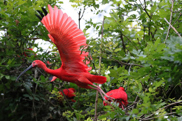 Roter Sichler