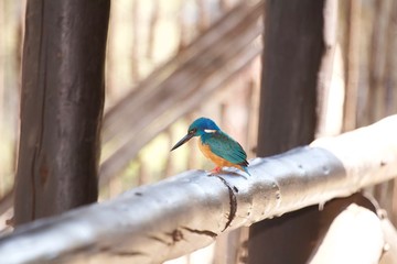 Halfcollared kingfisher  waiting for lunch 