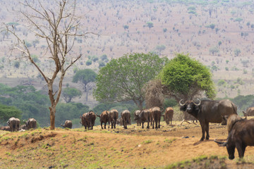 Obraz na płótnie Canvas Herf of african buffalo