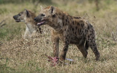 Hyena eating, South Africa