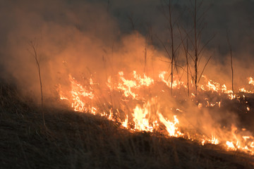 Field grass on fire, big agriculture loss due to hot climate. Global warming and fire caused by...