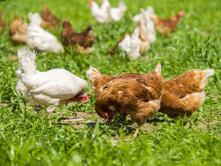 chicken on green grass