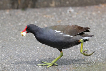 Teichhuhn