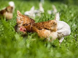 chicken on green grass