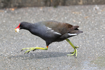 Teichhuhn