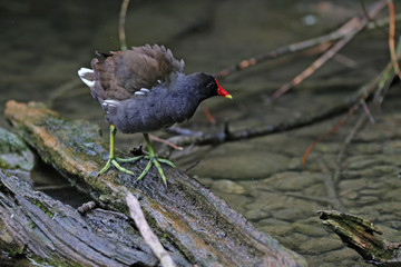 Teichhuhn