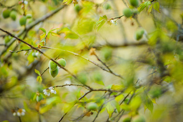 japanese apricot garden or Plum tree at Ang khang in thailand