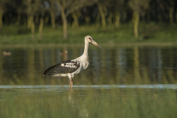 Maguari Stork, Argentina