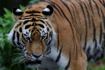 Fototapeta na wymiar Tiger 