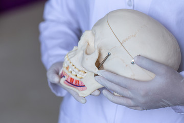 Study cast of Diagnostic cast and dental gypsum models in dental laboratory.