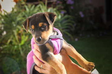 mongrel dog puppy raised in the hands