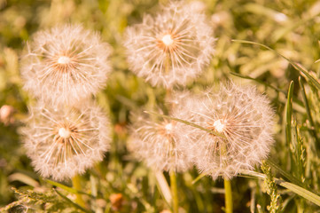 Selective focus on dandelion flowers on nature background.  Springtime in meadow.