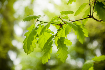 A branch of oak leaves in a park in early spring