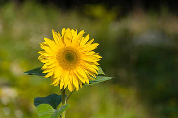 Fleur de Tournesol